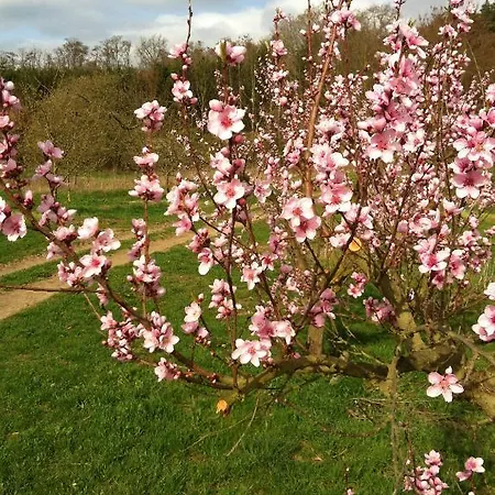 酒店 Bengel's Zur Krone Mülheim-Kärlich