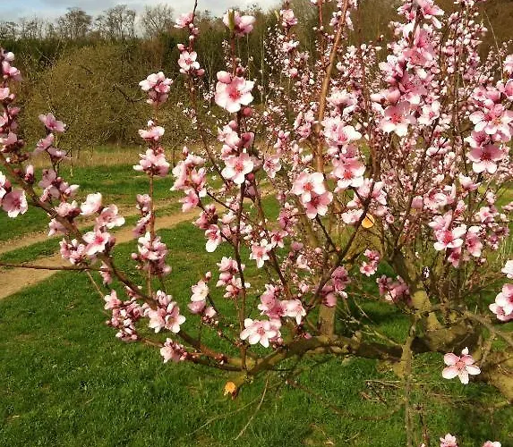 Hotel Bengel's Zur Krone Mülheim-Kärlich